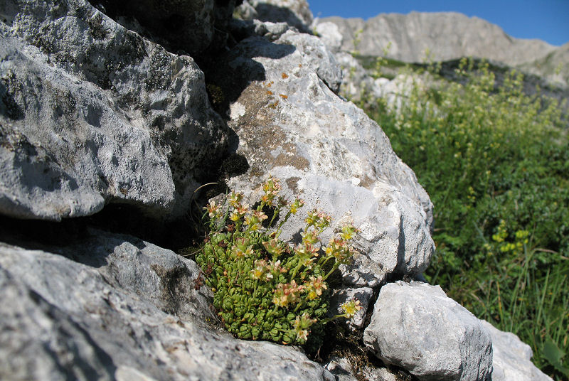 <i>Saxifraga exarata</i> Vill. subsp. <i>ampullacea</i> (Ten.) D.A.Webb