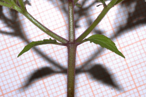 <i>Ageratina altissima</i> (L.) R.M.King & H.Rob.