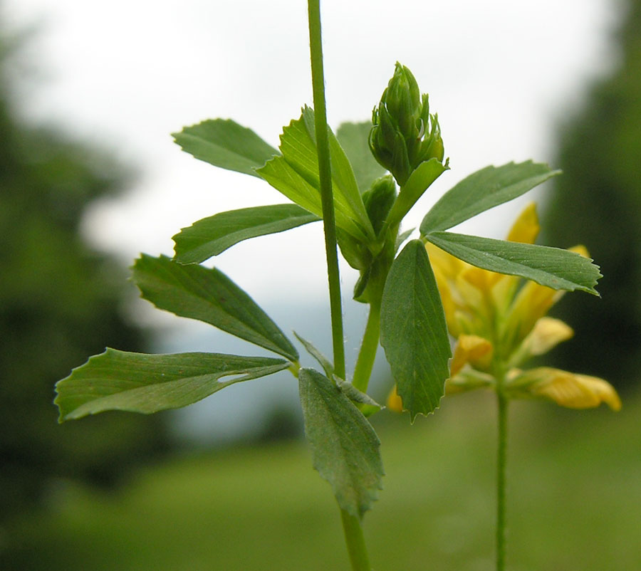 <i>Trifolium campestre</i> Schreb.