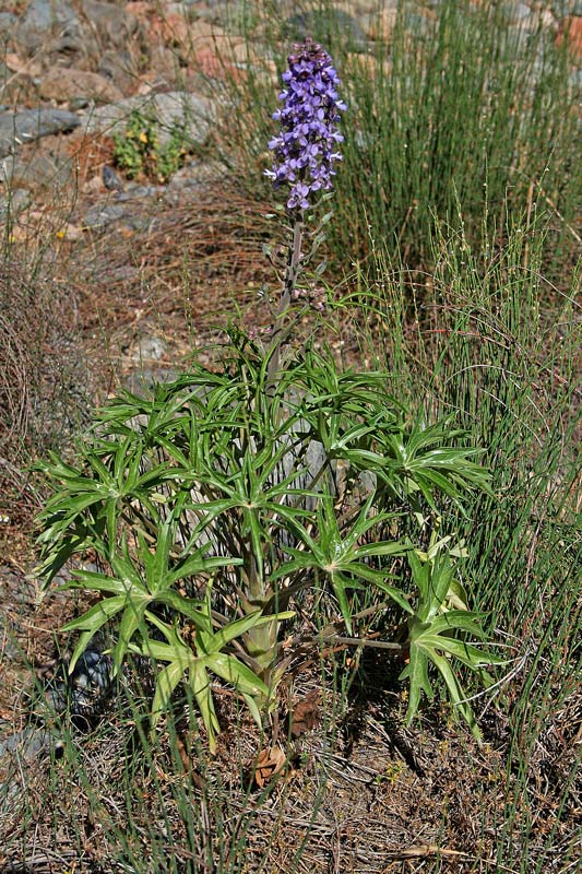<i>Staphisagria requienii</i> (DC.) Spach subsp. <i>picta</i> (Willd.) Peruzzi
