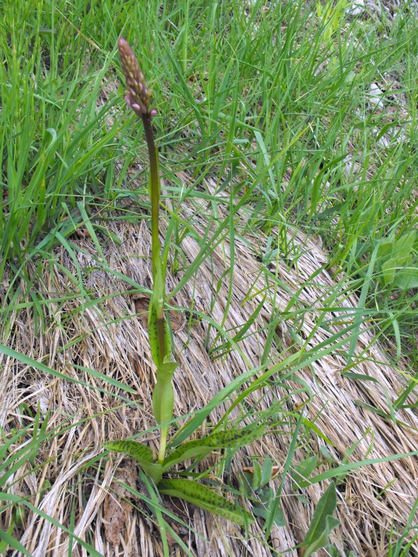 073 - Dactylorhiza forse maculata.JPG
