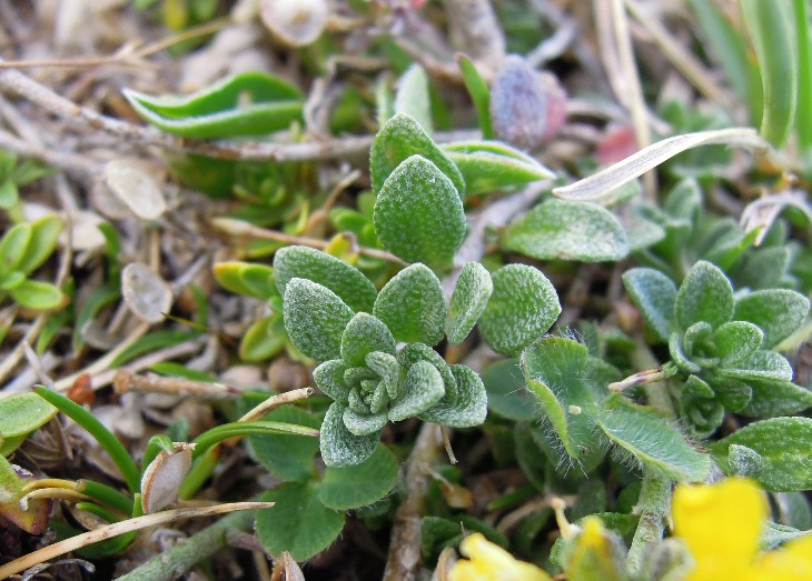 <i>Alyssum cuneifolium</i> Ten.