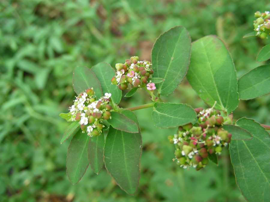Chamaesyce-hyssopifolia-3.jpg