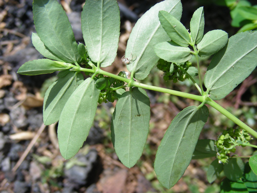 Chamaesyce-hyssopifolia-7.jpg