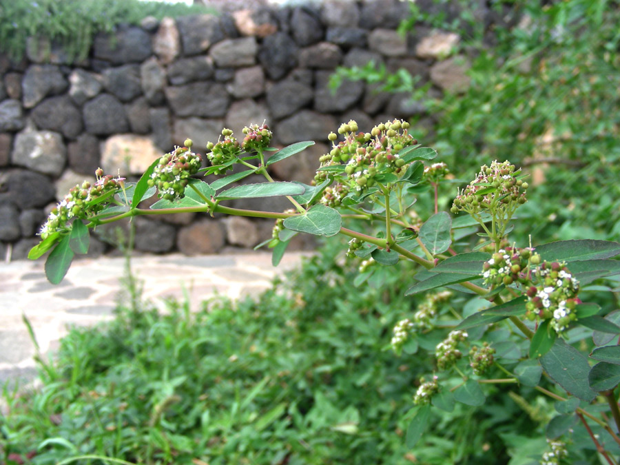 Chamaesyce-hyssopifolia-14.jpg