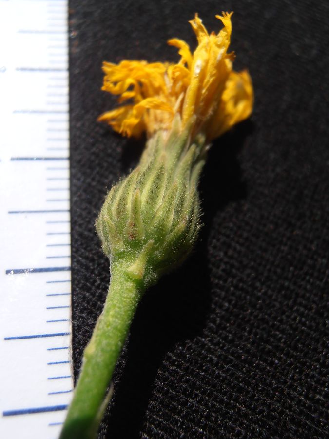 <i>Hieracium brevifolium</i> Tausch