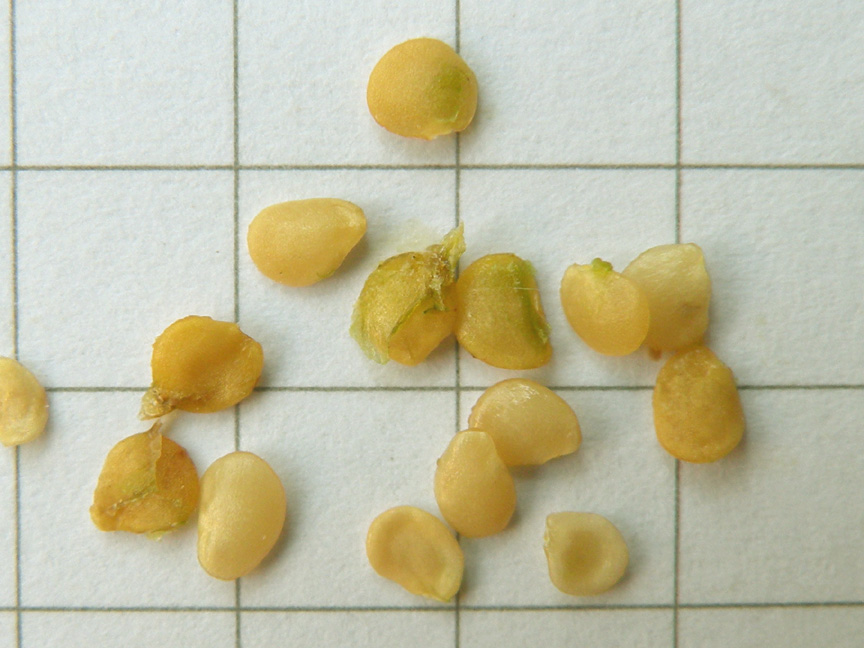 <i>Solanum carolinense</i> L.