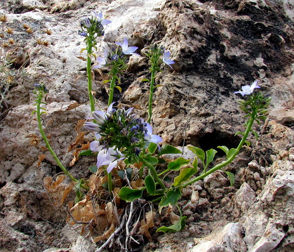 <i>Campanula versicolor</i> Andrews subsp. <i>tenorei</i> (Moretti) I.Janković & D.Lakušić