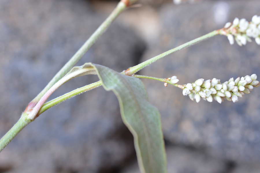 Persicaria-senegalensis-1h.jpg