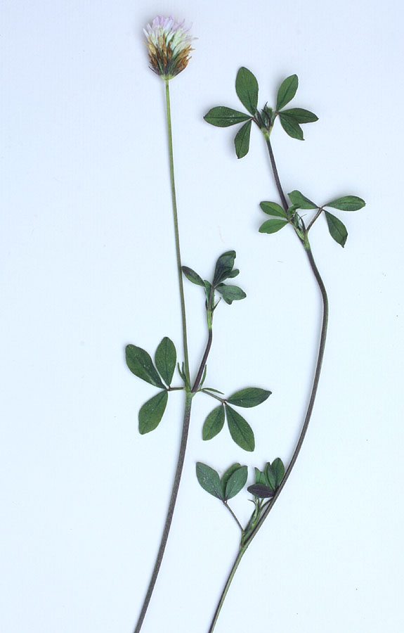 <i>Trifolium echinatum</i> M.Bieb.