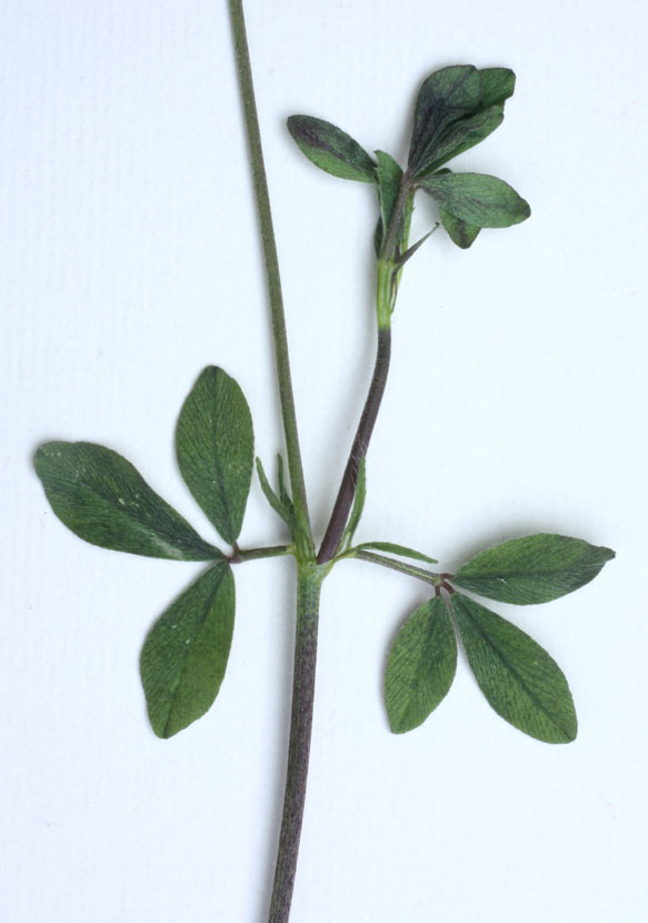 <i>Trifolium echinatum</i> M.Bieb.
