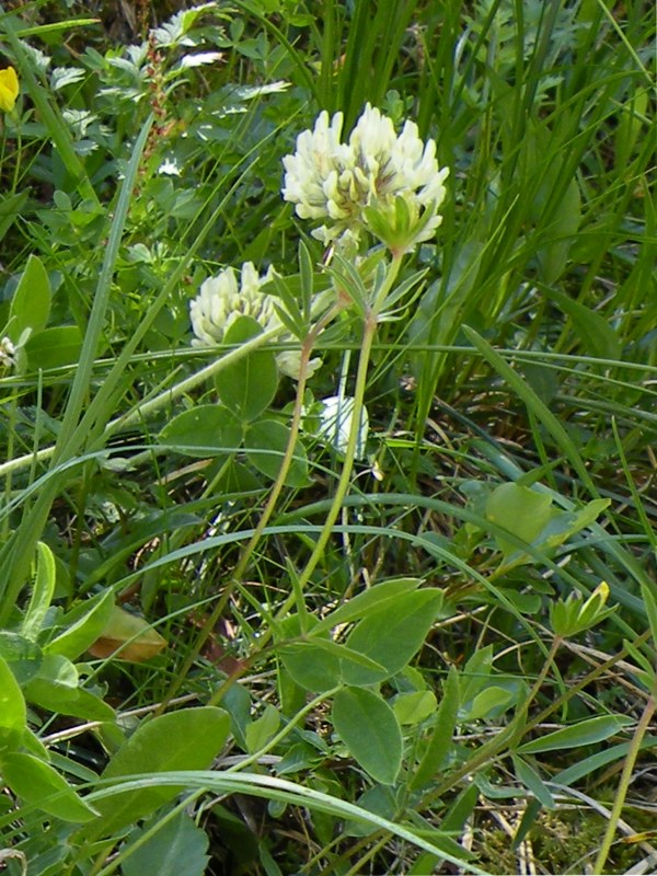 trifolium01.jpg