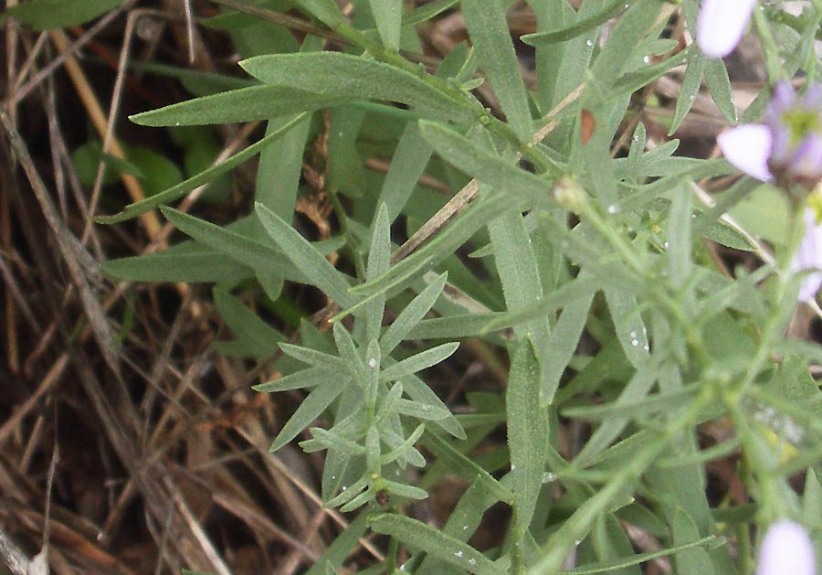 <i>Galatella sedifolia</i> (L.) Greuter subsp. <i>sedifolia</i>