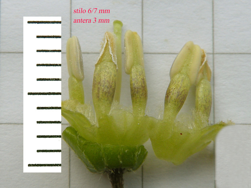 <i>Physalis longifolia</i> Nutt.