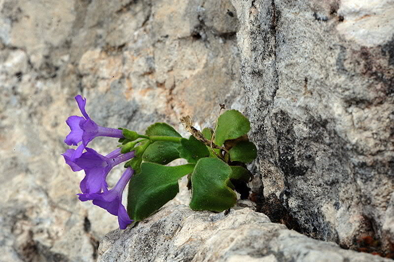 <i>Primula recubariensis</i> Prosser & Scorteg.