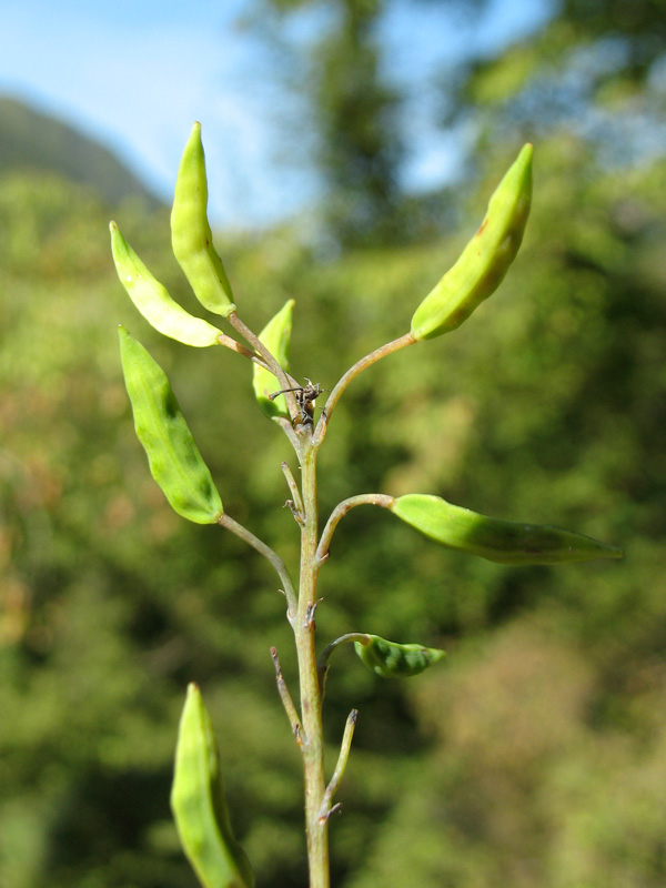 <i>Pseudofumaria alba</i> (Mill.) Lidén