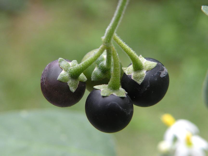<i>Solanum chenopodioides</i> Lam.