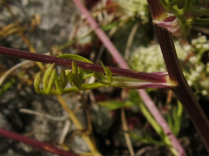 <i>Trinia glauca</i> (L.) Dumort. subsp. <i>glauca</i>