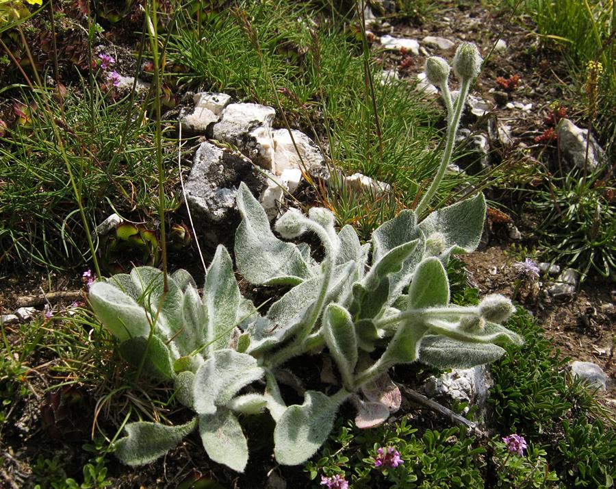 <i>Hieracium tomentosum</i> L.