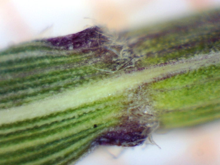 <i>Calamagrostis varia</i> (Schrad.) Host
