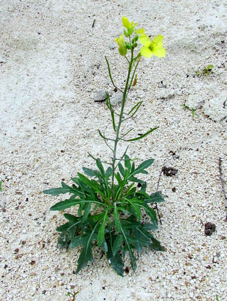 <i>Diplotaxis tenuifolia</i> (L.) DC.