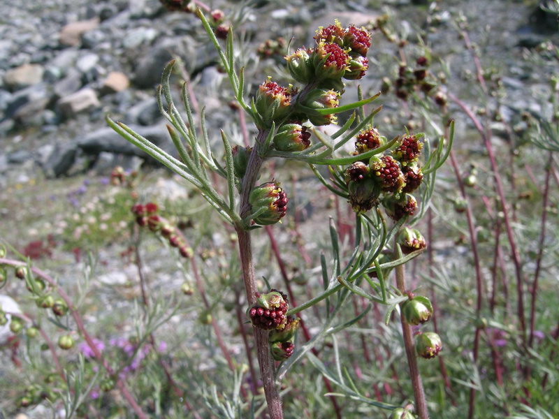 <i>Artemisia campestris</i> L. subsp. <i>borealis</i> (Pall.) H.M.Hall & Clem.