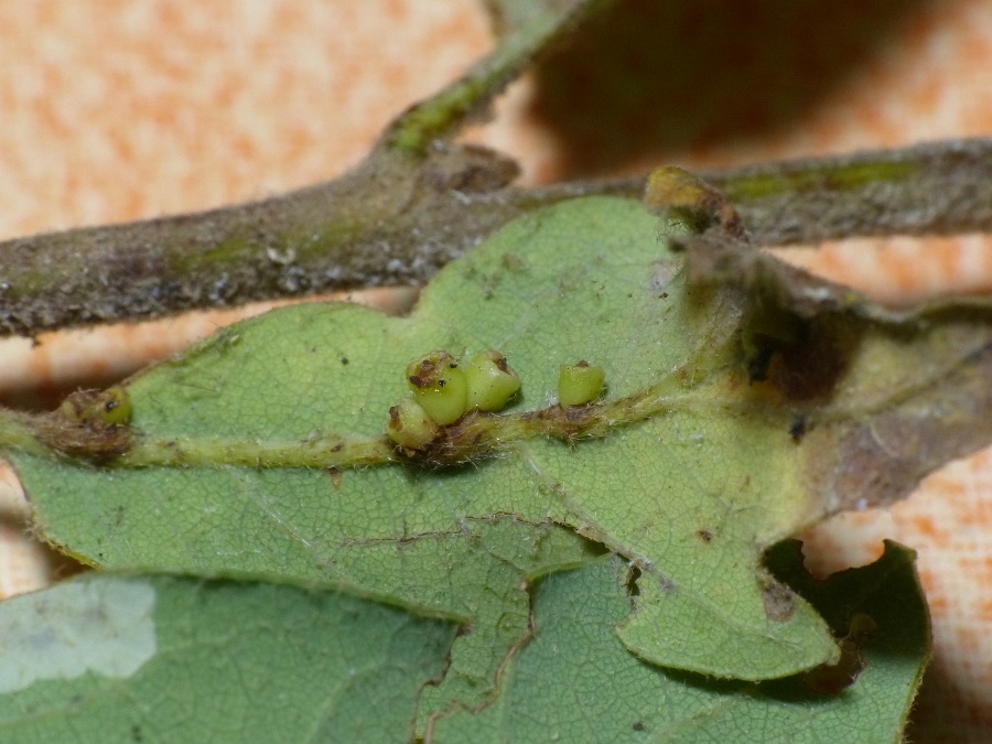 Andricus gallaeurnaeformis (Fonscolombe, 1832) su Quercus pubescens Willd.
