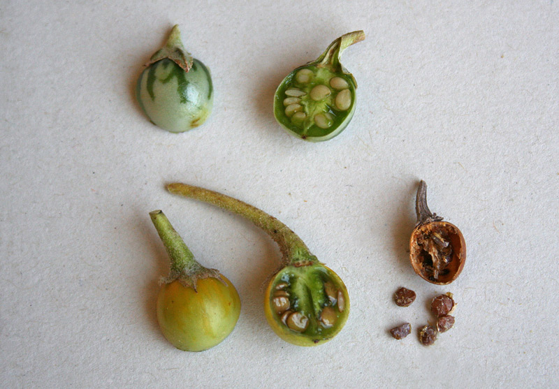 <i>Solanum elaeagnifolium</i> Cav.