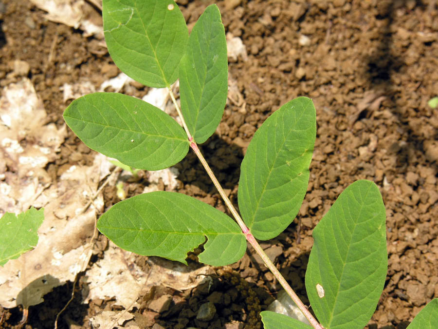 Astragalus glycyphyllos foglie .jpg