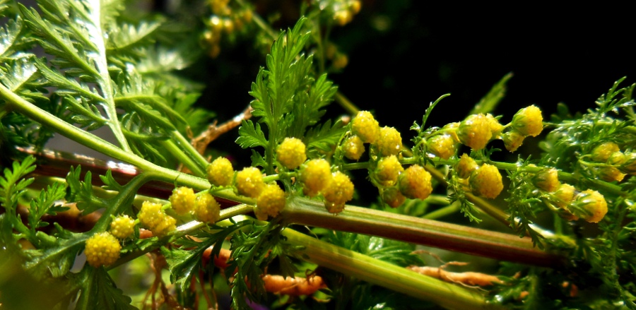 Artemisia annua  3.jpg