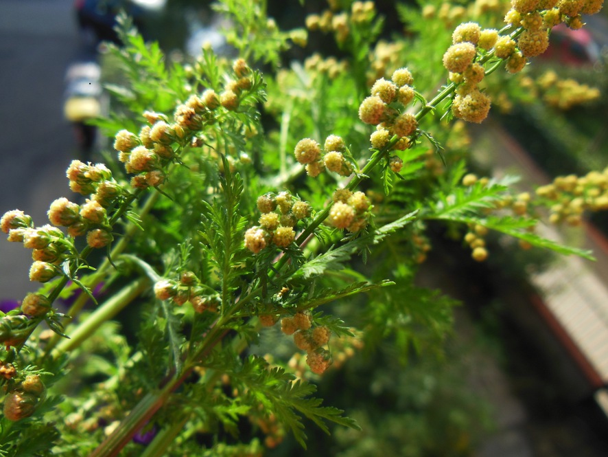Artemisia annua  4.jpg