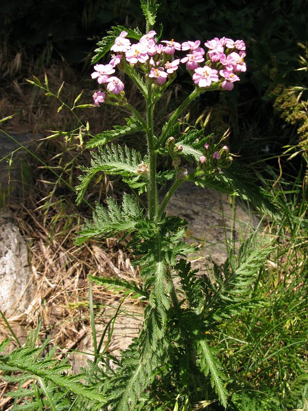 <i>Achillea distans</i> Waldst. & Kit. ex Willd. subsp. <i>stricta</i> (Gremli) Janch.