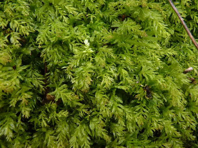 Plagiomniaceae: Plagiomnium undulatum (Hedw.) T.J. Kop. (Bryophyta)