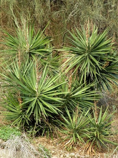 <i>Yucca aloifolia</i> L.