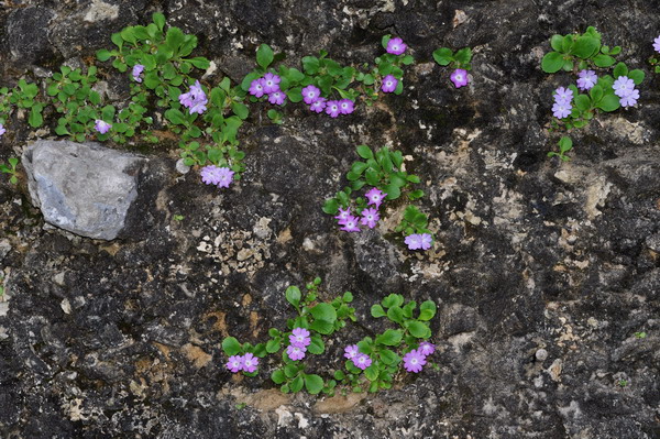Primula grignensis 1.jpg