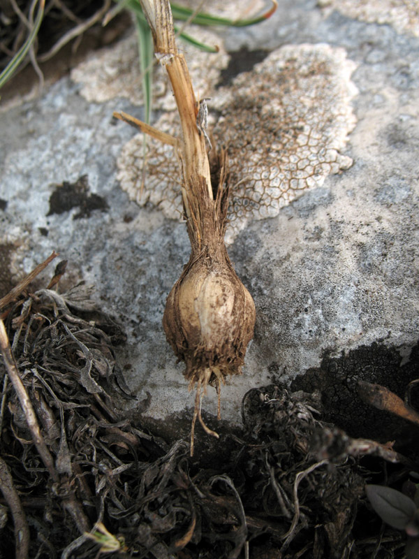 <i>Allium flavum</i> L. subsp. <i>flavum</i>