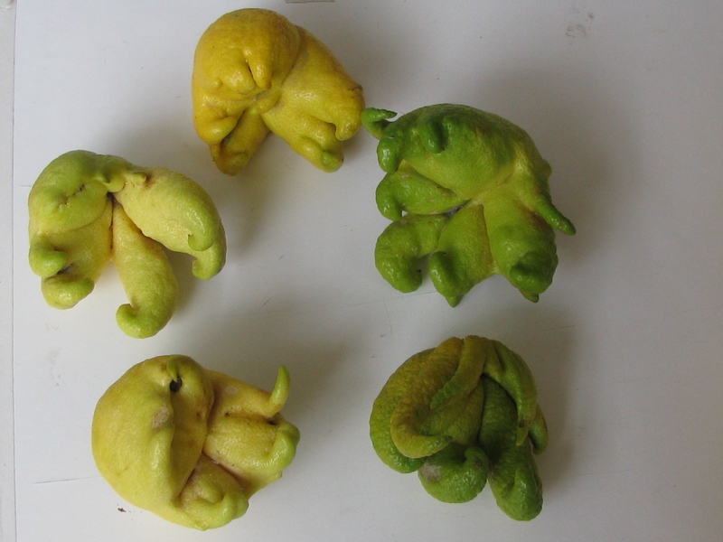 Eriophyes sheldoni (Ewing, 1937) su Citrus limon (L.) Burm. f. - acaro delle meraviglie
