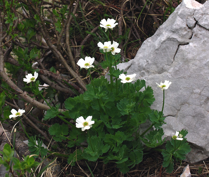 <i>Callianthemum coriandrifolium</i> Rchb.
