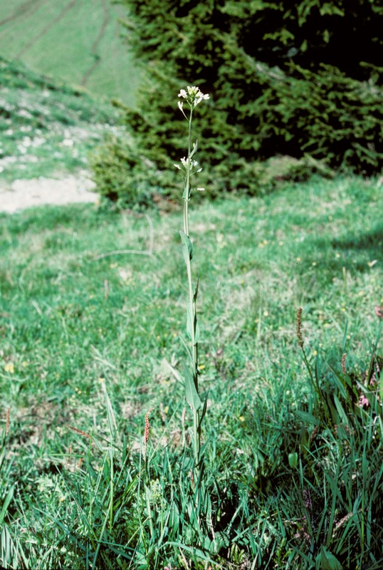 Arabis brassica ( = A. pauciflora)
