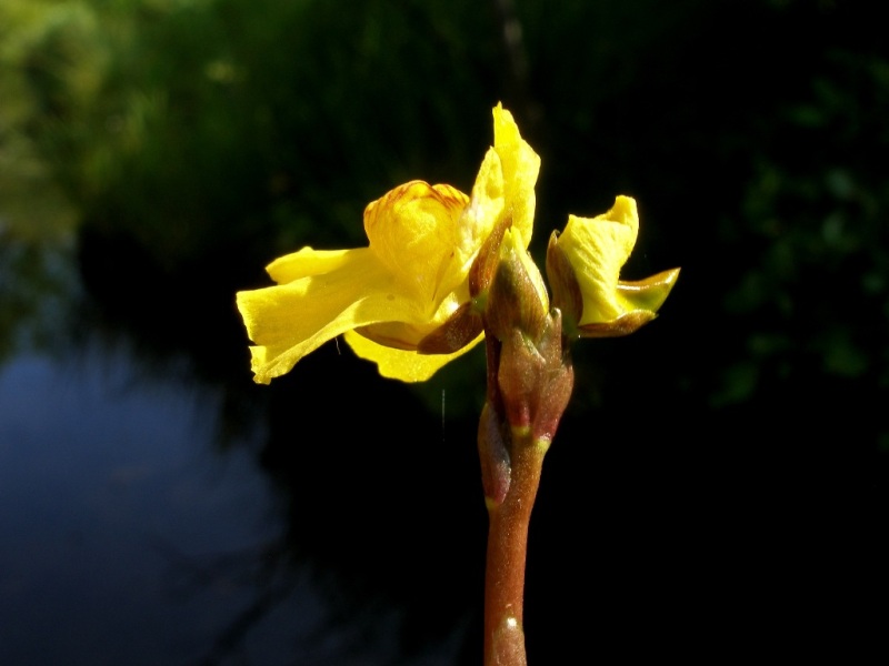 <i>Utricularia vulgaris</i> L.