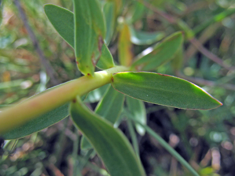 <i>Euphorbia adriatica</i> Stojilkovič, Záveská & Frajman