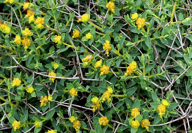 <i>Euphorbia spinosa</i> L. subsp. <i>spinosa</i>