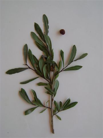 Pontania viminalis (Linnaeus, 1758) su Salix purpurea L.