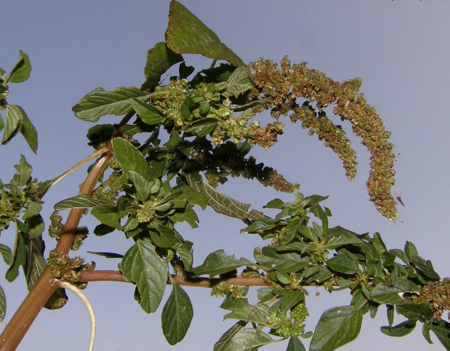 Amaranthus deflexus L. 3.jpg