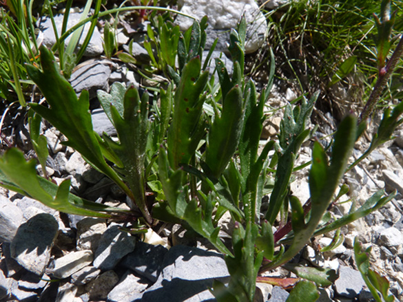 <i>Leucanthemum coronopifolium</i> Vill. subsp. <i>coronopifolium</i>