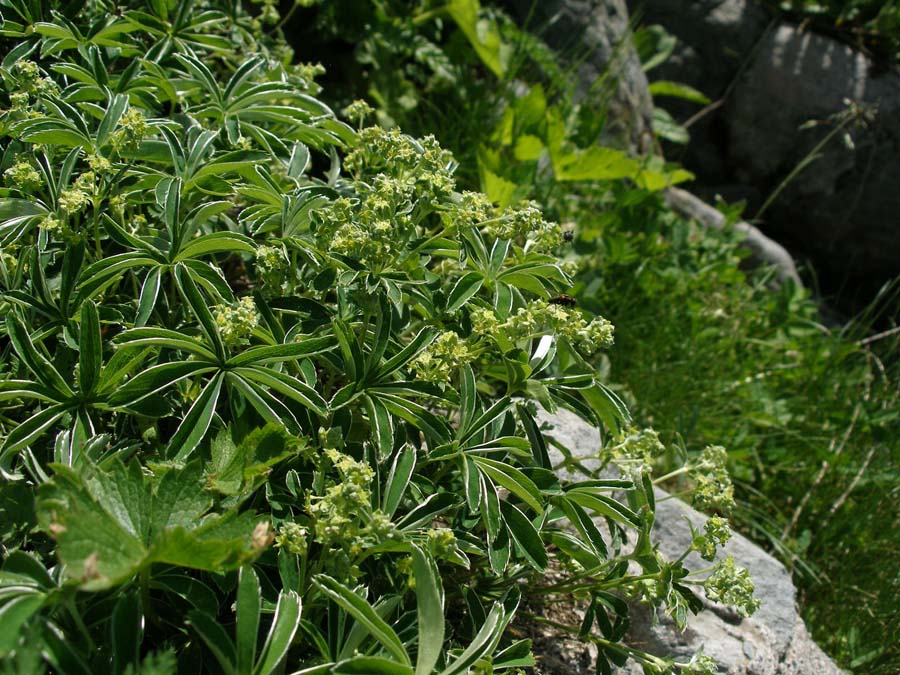 <i>Alchemilla chirophylla</i> Buser