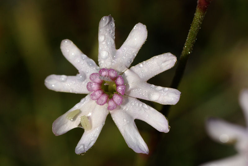 <i>Silene ciliata</i> Pourr. subsp. <i>graefferi</i> (Guss.) Nyman