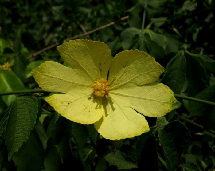 Dalechampia subternata (Euphorbiaceae)