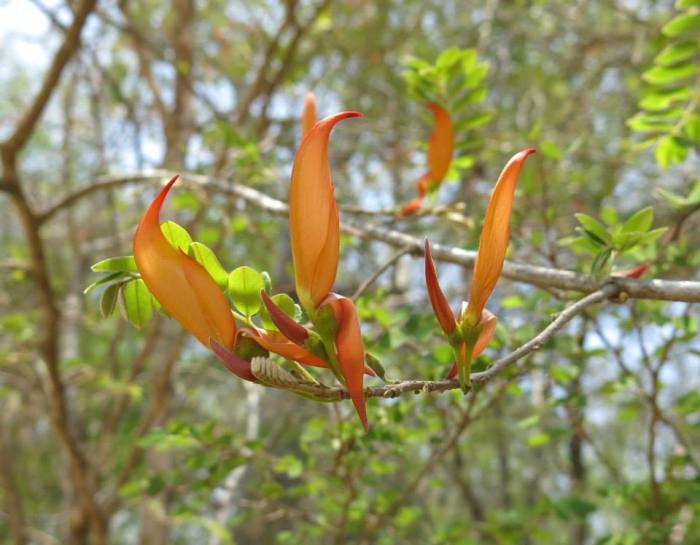 Chadsia coluteifolia (Fabaceae)
