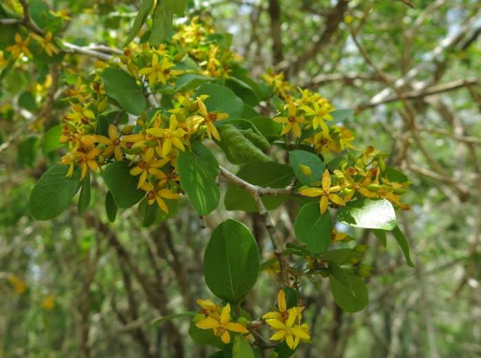 Ouratea obtusifolia (Ochnaceae)
